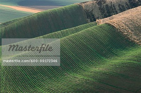 Champs près de Colfax, Washington, États-Unis