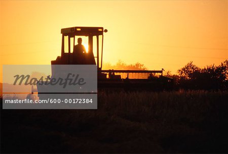 Tracteur couper le foin au coucher du soleil, Alberta, Canada