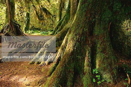 Halle des Mosses Trail, Olympic Nationalpark, Washington, USA