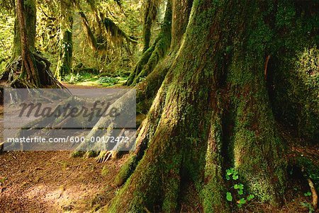 Hall des mousses Trail, Olympic National Park, Washington, Etats-Unis