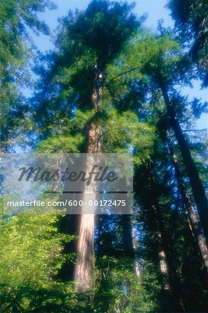 Redwood Forest, Lady Bird Johnson Grove, Redwood National Park, Ca, USA