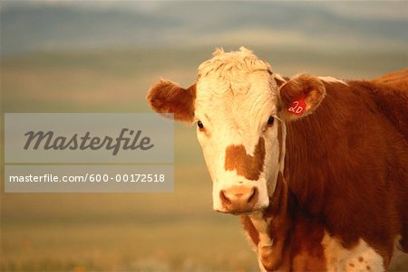 Hereford vache, Alberta, Canada