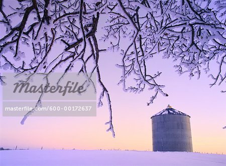 Hoar Frost at Dusk, Rural Alberta