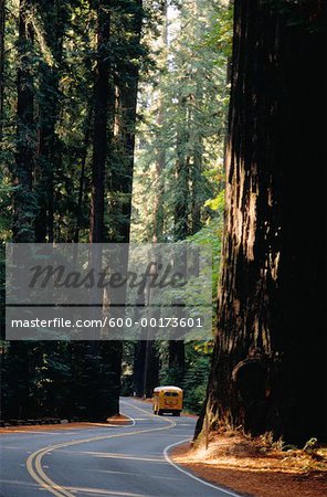 Avenue of Giants, Redwoods, California, USA