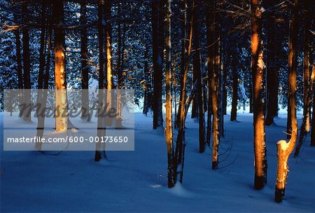 Bäume und Schnee in Abend Licht, Shamper Bluff, New Brunswick, Kanada