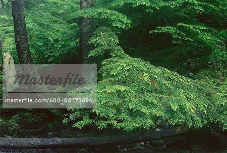 Forest, Queen Charlotte Islands, British Columbia, Canada