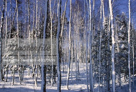 Wald im Winter, Shamper Bluff, New Brunswick, Kanada
