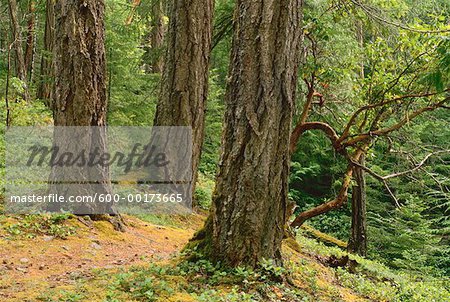 Rain Forest near Qualicum, British Columbia, Canada