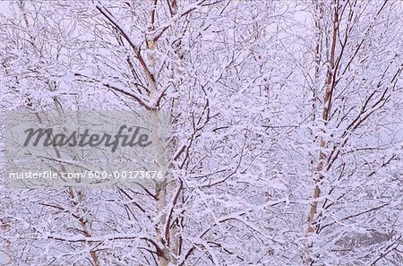 Arbres couverts de neige, Bluff, Nouveau-Brunswick, Canada de personne
