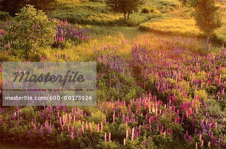 Field of Lupins, Shamper's Bluff, New Brunswick, Canada