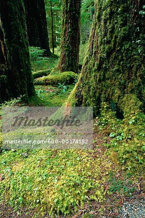 Vallée Soleduck Rainforest, Olympic National Park, Washington, Etats-Unis