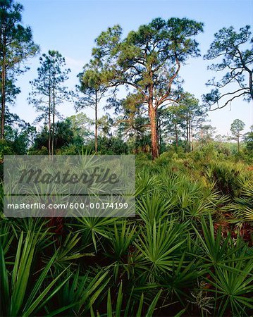 Les Everglades de Floride, tire-bouchon marais sanctuaire, Florida, USA