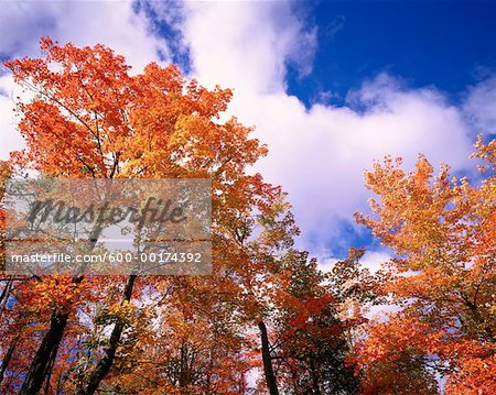 Fall Colours, Gatineau Hills, Quebec, Canada