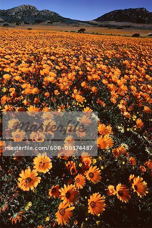 Flowers, Namaqualand, South Africa