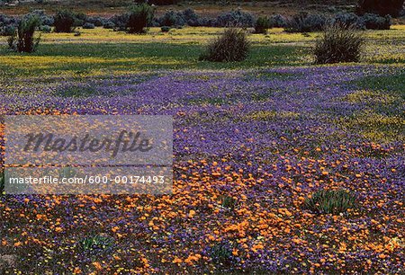Blumen, Namaqualand, Südafrika
