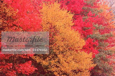 Arbres en automne, Kingston, New Brunswick, Canada