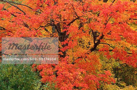 Arbre en automne, près de Kingston, Nouveau-Brunswick, Canada