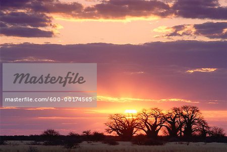 Coucher du soleil, Baines Baobabs Nxai Pan National Park, Botswana, Afrique