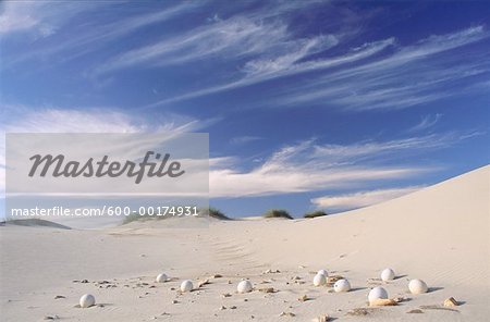 Ostrich Eggs in Sand Dunes, Namaqualand, South Africa