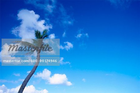 Palmier sur fond de ciel bleu