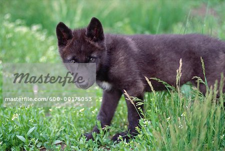 Wolf Cub, Alberta, Canada