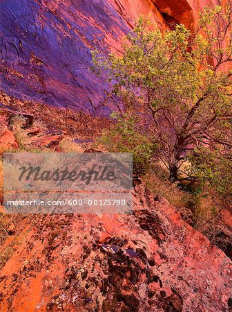 Parc d'état de Snow Canyon, Utah, USA