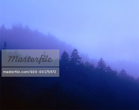 Foggy Coastline, Fundy National Park, New Brunswick, Canada