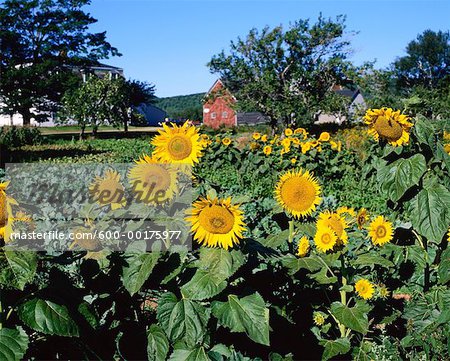 Tournesols, Hopewell Cape, baie de Fundy, Nouveau-Brunswick, Canada