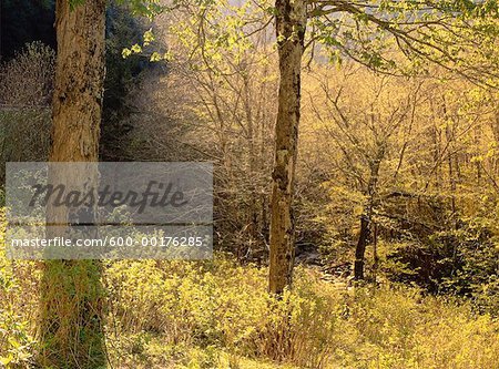 Arbres au printemps, Great Smoky Mountain National Park, Tennessee, Etats-Unis