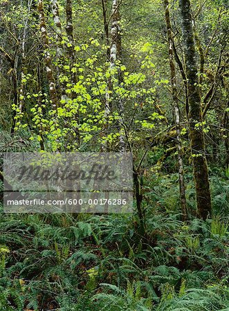 Spring Rainforest, Umpqua Valley, Oregon, USA