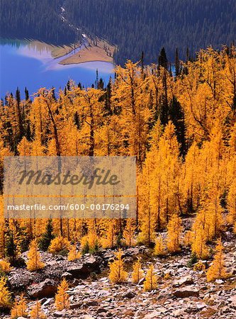 Autumn Larch, Shadow Lake, Banff National Park, Alberta, Canada