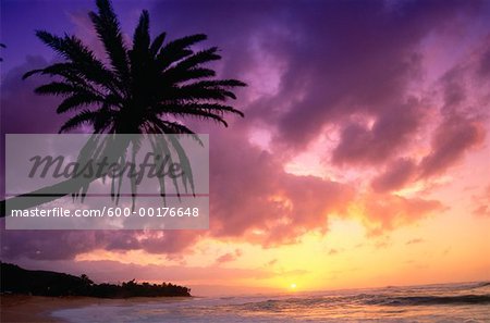 Palme bei Sonnenuntergang, Oahu, Hawaii, USA