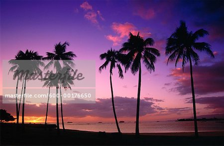 Palm Trees at Sunset, Honolulu, Hawaii, USA