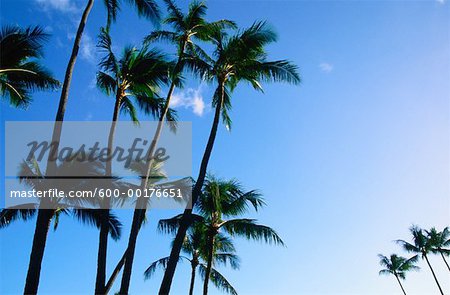 Palm Trees, Honolulu, Hawaii, USA