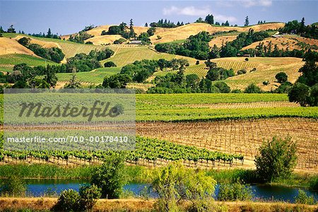 Overview of Vineyard, Navarro Area, Mendocino, California, USA