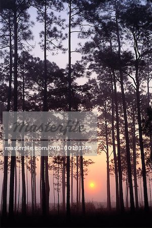 Silhouette des arbres de pin Ochlockonee River State Park, Floride, États-Unis