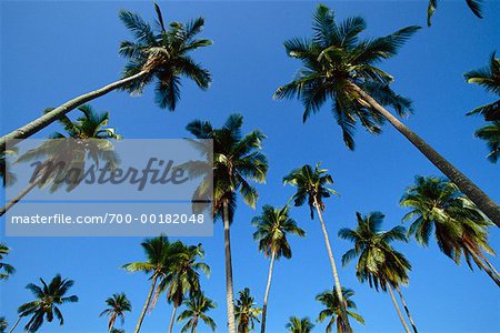 Looking Up at Palm Trees Malaysia