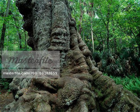 1,000 Year Old Live Oak Highlands Hammock State Park Florida, USA