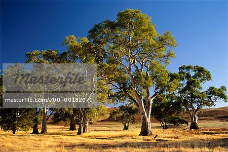 Eucalyptus Trees Flinders Ranges National Park Australia