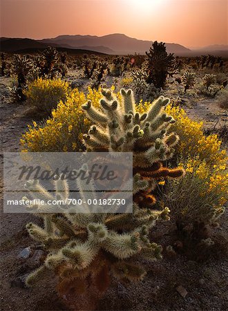 Cholla Cactus Joshua Tree National Park, Californie, USA