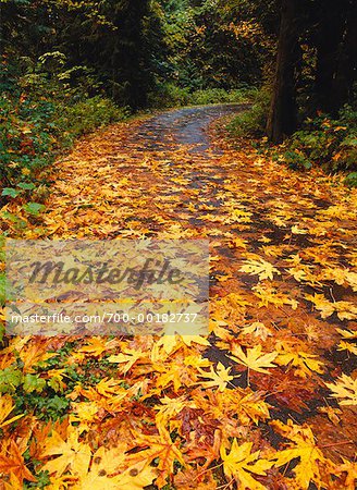 Route avec des feuilles d'automne