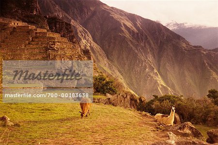 Llamas in Machu Picchu Peru Llamas in Machu Picchu Peru
