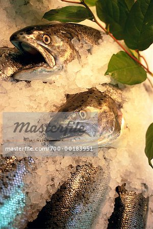 Fresh Fish on Ice