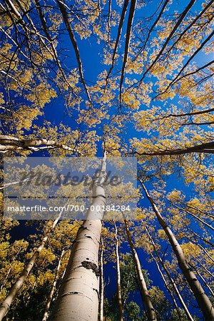 Aspen Trees in Autumn