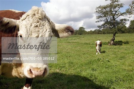 Hereford Cows Alburgh, England