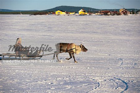 Laplander with Reindeer Lapland, Sweden