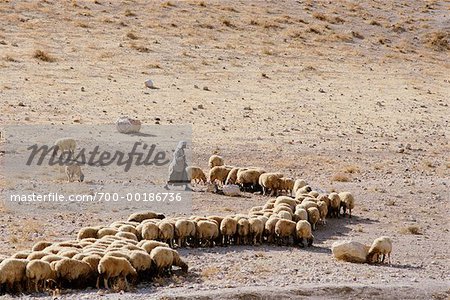 Berger et troupeau de moutons Israël