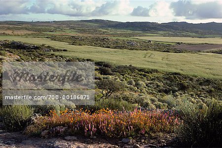 Vue d'ensemble des champs et collines Namaqualand en Afrique du Sud