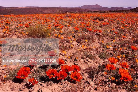 Blumen Im Feld Sudafrika Afrika Wuste Stockbilder Masterfile Lizenzpflichtiges Kunstlerverzeichnis Freeman Patterson Bildnummer 700 00186926
