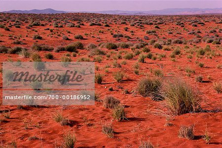 Sträucher in Wüste Namaqualand-Südafrika